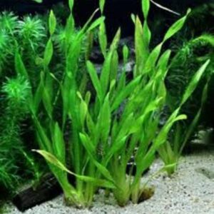 PL /VASO VALISNERIA SPIRALIS