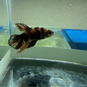 Betta Macho Koi Importado #11