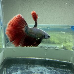 Betta Macho Importado Red Dragon #27