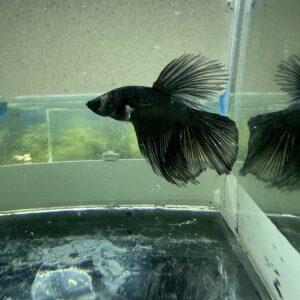 Betta macho Importado #23