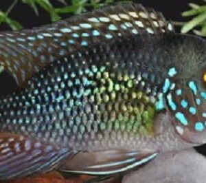 Acará Geophagus Brasiliensis 14-15cm