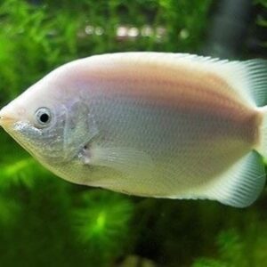 Beijador Gourami