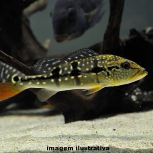 Tucunaré Pinima 9-12cm