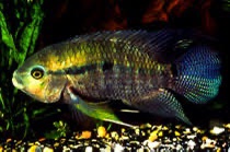 Cichlasoma Nero 8-10cm