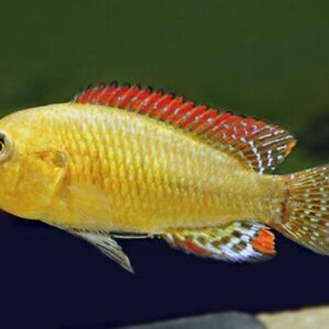 Peixe boca azul 5-7cm