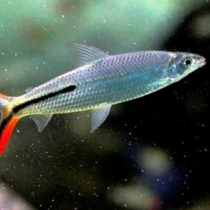Peixe Cruzeiro do Sul