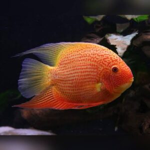 ACARA SEVERO RED SPOTTED 8-10cm ph-7.0* (A)
