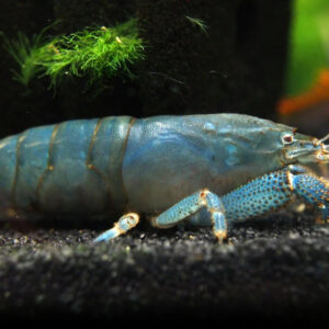 LAGOSTA FILTRADORA*