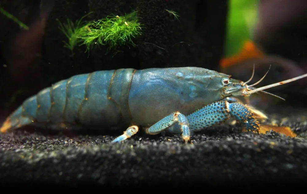 Lagosta Filtradora – 6-10 cm