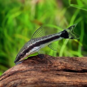 OTOCINCLUS VITATUS (LIMPA VIDRO) (E)