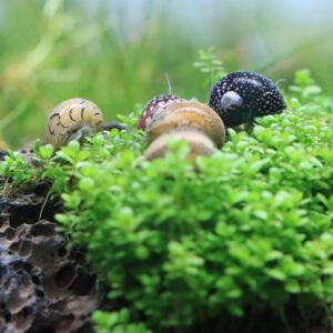 NERITINA VIRGINEA MIX (AGUA DOCE)