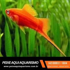 Espada Laranja – MD