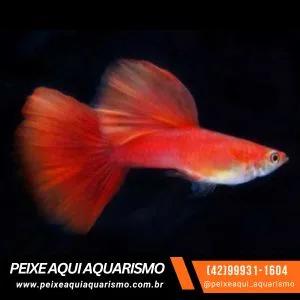 Guppy Full Red – 1-2 cm