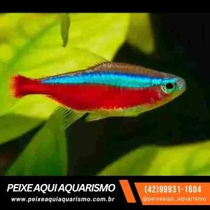 Neon Cardinal Jumbo – 2-3 cm
