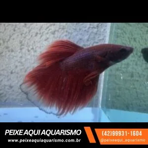 Betta Macho Comum – PADRÃO