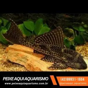 Cascudo Bodo (Criado) – 4-6 cm