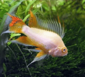 APISTOGRAMMA CACATUOIDES WHITE ORANGE (A)