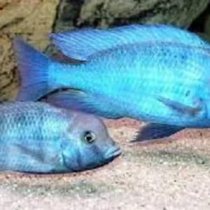 CICL CYRTOCARA MOORI (GOLFINHO)*      (A)