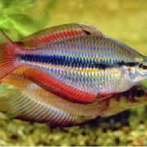 MELANOTAENIA STRIATA RED GOLD ph-7.2 (A)