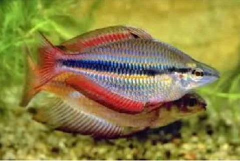 Melonotenia Trifasiata – 2-3 cm