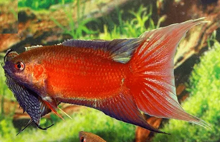 Paraiso Bronze – 4-5 cm