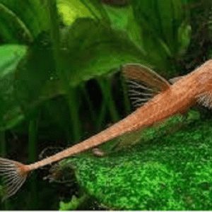 RINELORICARIA LANCEOLATA              (E)