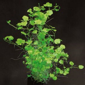 PL /VASO CARDAMINE LYRATA