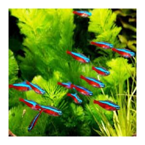Neon Cardinal – 1 cm