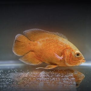Oscar Red Ruby Albino Padrão AA - 10cm