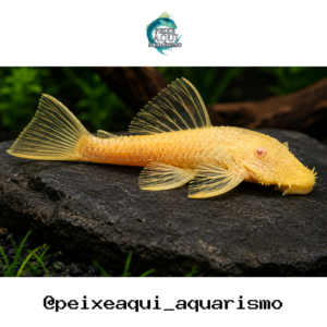 Cascudo Abacaxi Albino 3-6cm