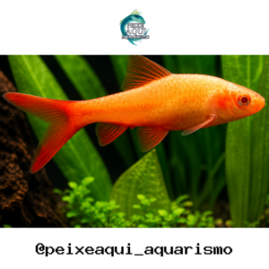 Barbo Titeia Albino 2-3cm