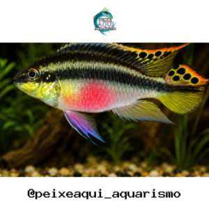 Kribensis 3-4cm