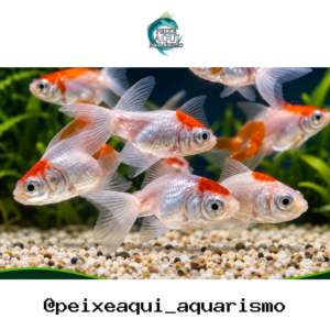 Kinguio Telescópio 3-5cm