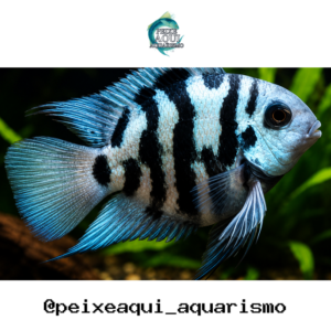 Papagaio Blue Sapphire 2-4cm