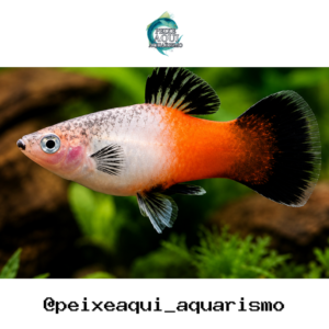 Plati Tricolor 2-4cm