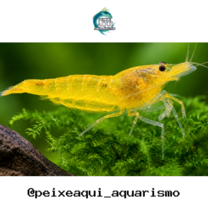 Camarão Neocaridina Yellow 1-2cm