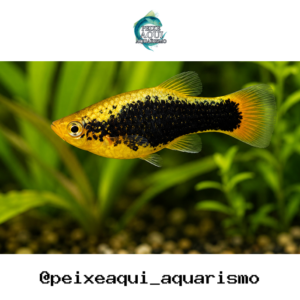 Plati Havaí 2-4cm