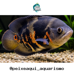 Oscar Tigre 6-9cm