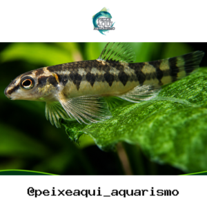 Mocinha 2-4cm