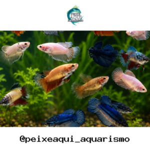 Betta Fêmea Splendens 3-5cm