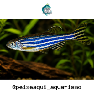 Paulistinha Comum 2-3cm