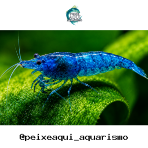 Camarão Neocaridina Blue 1-2cm