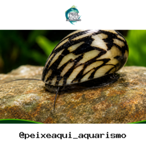 Neritina Virginea 1-2cm