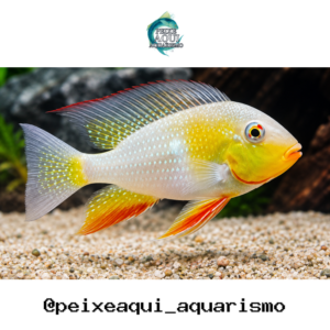 Acarichthys Heckelii Albino 3-6cm