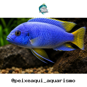 Gephyrochromis Moorii 3-6cm
