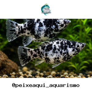 Molinesia Dalmata 2-4cm