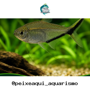 Tetra Fortuna 3-5cm