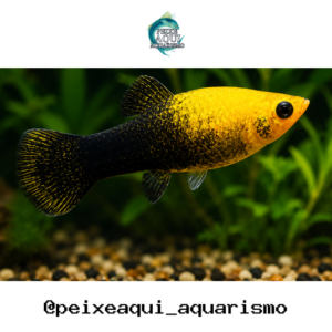 Molinesia Gold Black 2-4cm