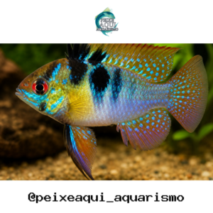 Ramirezi Comum 2-4cm