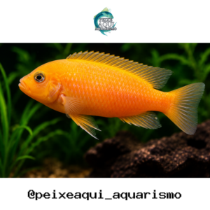 Zebra Laranja 3-6cm